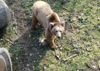 Felç olan ayı, tedaviyle iyileşti