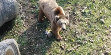 Felç olan ayı, tedaviyle iyileşti