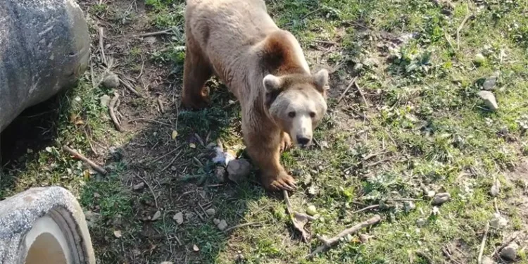 Felç olan ayı, tedaviyle iyileşti