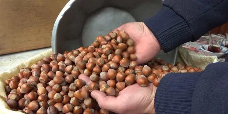 Fındık fiyatı yükselişini sürdürüyor