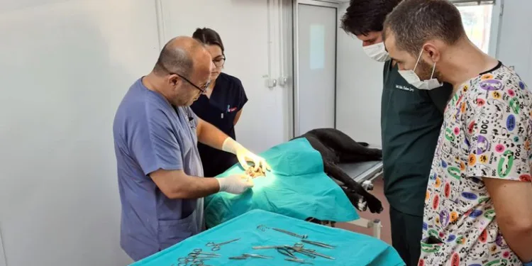 Osmangazi Belediyesi sokak hayvanlarına sahip çıktı