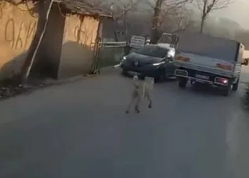 Bursa’da köpeği kamyonetin arkasına bağlayarak götürdü