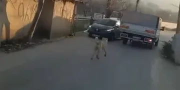 Bursa’da köpeği kamyonetin arkasına bağlayarak götürdü
