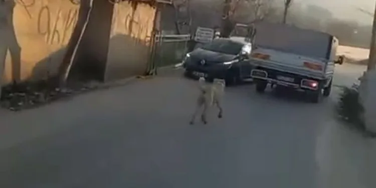 Bursa’da köpeği kamyonetin arkasına bağlayarak götürdü