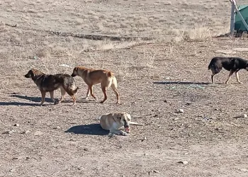 Ankara’da başıboş sokak köpekleri 9 koyunu telef etti