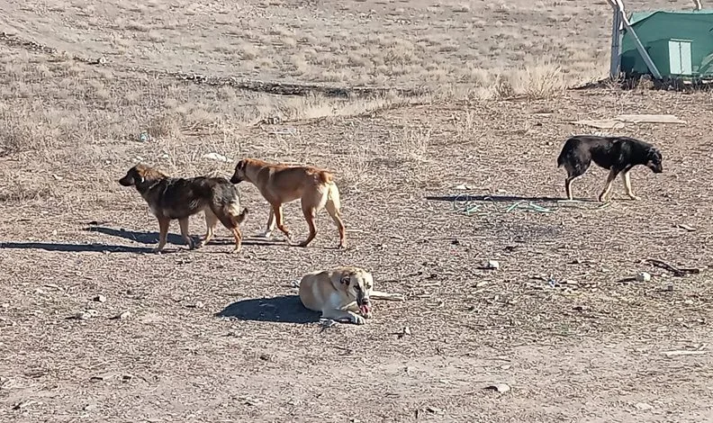Ankara’da başıboş sokak köpekleri 9 koyunu telef etti