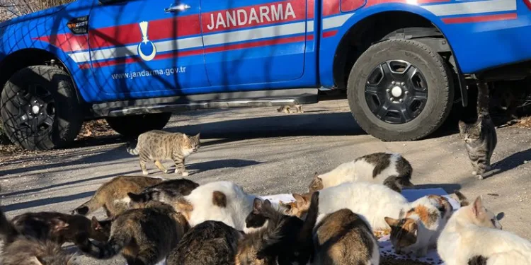 Mersin’de kedi besleyen kadına jandarmadan mama desteği