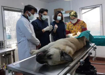 Veteriner hekim adayları Osmangazi’de tecrübe kazanıyor