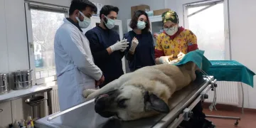 Veteriner hekim adayları Osmangazi’de tecrübe kazanıyor