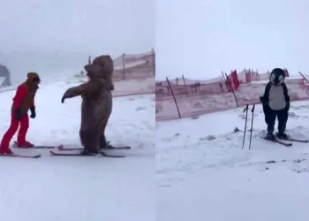Ayı ve penguen kostümü giyip Uludağ’da kaydılar
