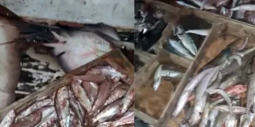 Muğla’da denizde katliam
