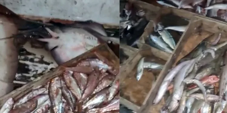 Muğla’da denizde katliam