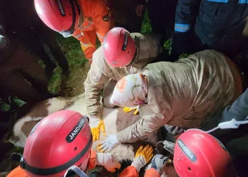 11 gün sonra Bircesine kavuştu