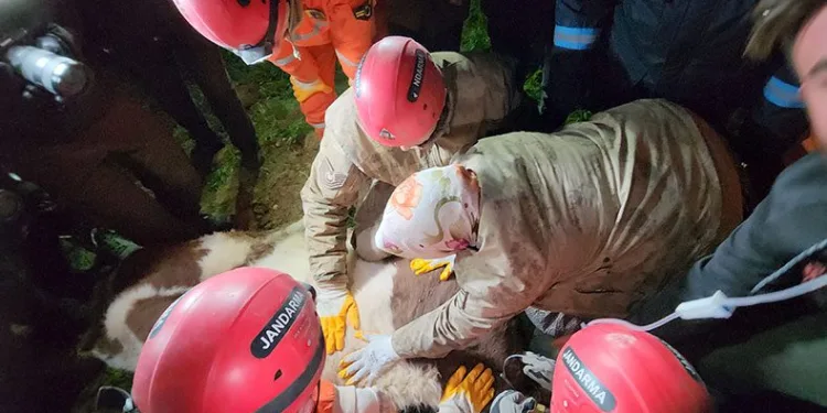 11 gün sonra Bircesine kavuştu