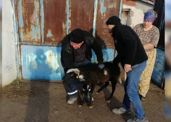 Kurbanlık hayvanlarını depremzedelere bağışladılar