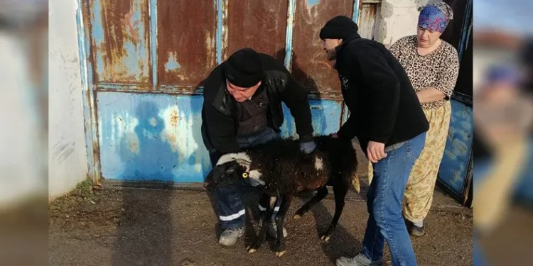Kurbanlık hayvanlarını depremzedelere bağışladılar