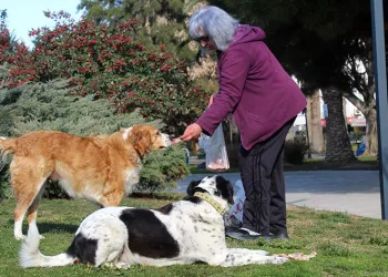 Her gün sokak hayvanlarını besliyor