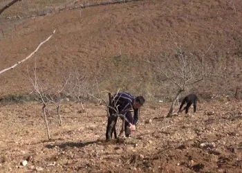 Siirtli çiftçilere hibe desteği