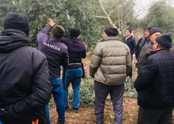 Salihli’de zeytin üreticilerine budama kursu