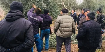 Salihli’de zeytin üreticilerine budama kursu