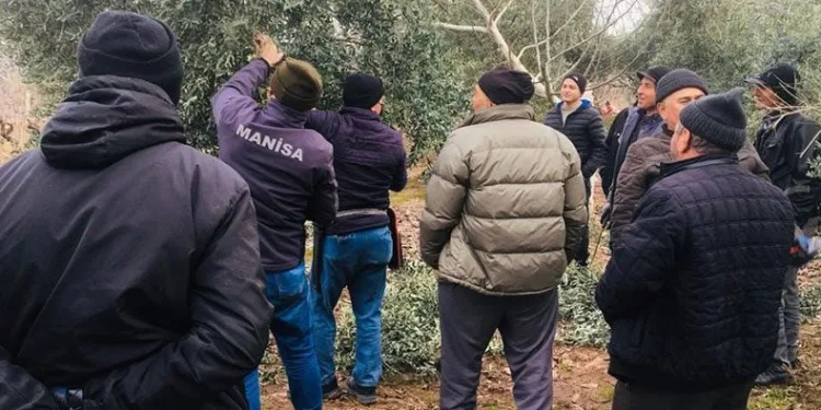 Salihli’de zeytin üreticilerine budama kursu