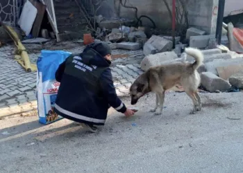 Afet bölgesindeki canlara Osmangazi şefkati