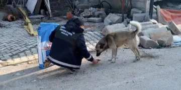 Afet bölgesindeki canlara Osmangazi şefkati