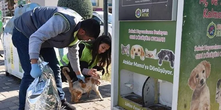 Deprem bölgesindeki sokak hayvanları unutulmadı