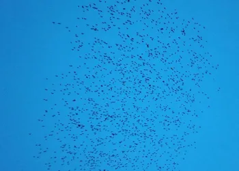 Tekirdağ’da sığırcık dansı