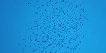 Tekirdağ’da sığırcık dansı