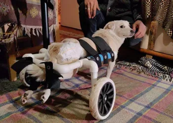 Engelli köpeği hayata bağladı