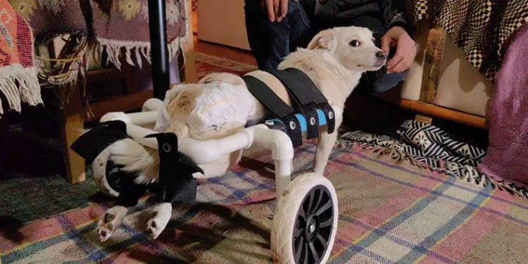 Engelli köpeği hayata bağladı