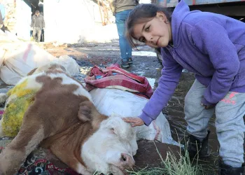 Öldü denilen buzağı sağ kurtarıldı