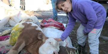 Öldü denilen buzağı sağ kurtarıldı