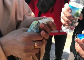Enkazdan elinde muhabbet kuşuyla çıkarıldı