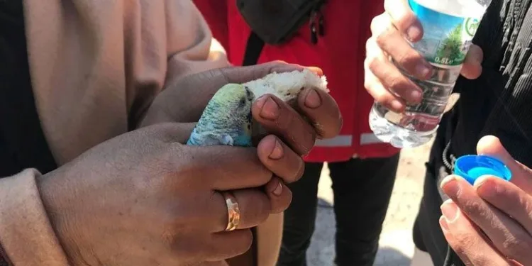Enkazdan elinde muhabbet kuşuyla çıkarıldı