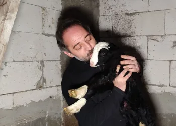 Bursa’da koyun yetiştiricileri nöbet başında
