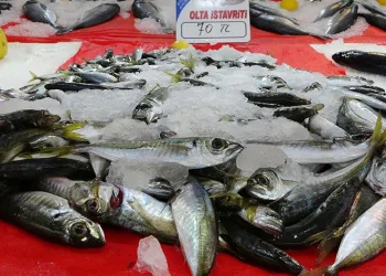 Balıkçılar olumsuz havadan etkileniyor