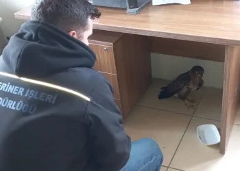 Otobüsün camına çarpınca, yardımına sürücü koştu