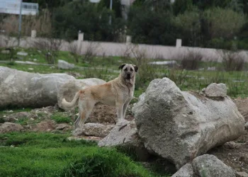 Uzmanından uyarı: “Mama yiyen ve uyuyan köpeğe yaklaşmayın”