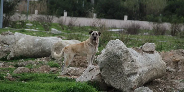 Uzmanından uyarı: “Mama yiyen ve uyuyan köpeğe yaklaşmayın”