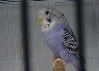 Depremler kuş satışlarını patlattı