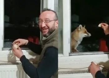 Aç kalan tilkiyi elleriyle besledi