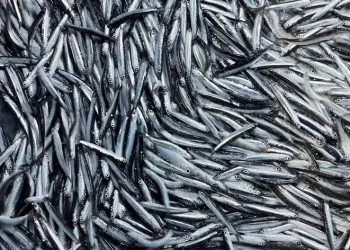 Hamsi avcılığı durduruldu