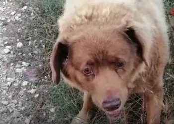 Dünyanın en yaşlı köpeği