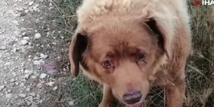 Dünyanın en yaşlı köpeği