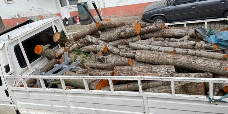 Depremzedelere gönderilmek üzere kesilen odunları çaldılar