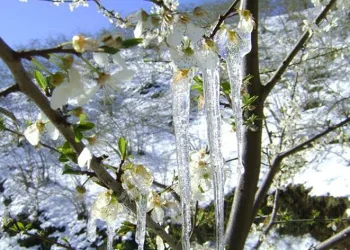 Muğla için zirai don uyarısı