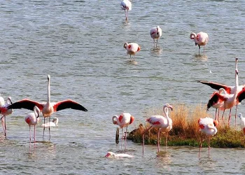 Hersek Lagünü’nde tatil bitti