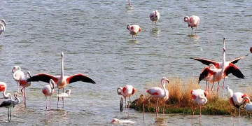 Hersek Lagünü’nde tatil bitti